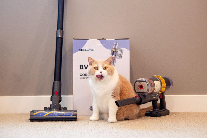 Keeping the Peace: How to Deal with the Noise of Cordless Vacuuming for Your Pets at Home